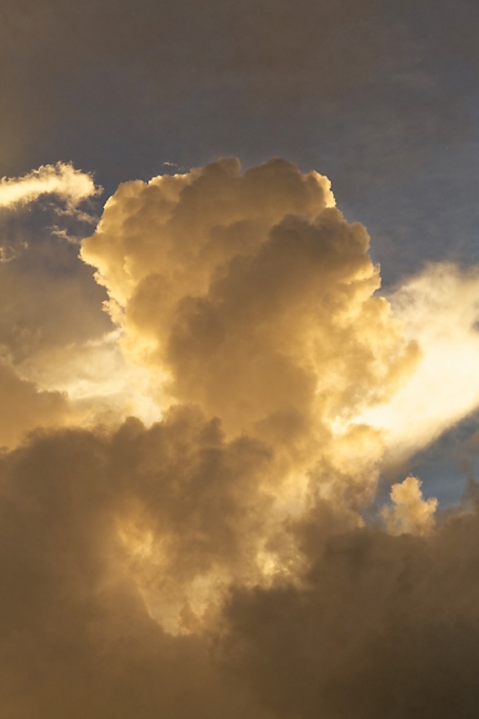 Kandy-Botanical garden-101